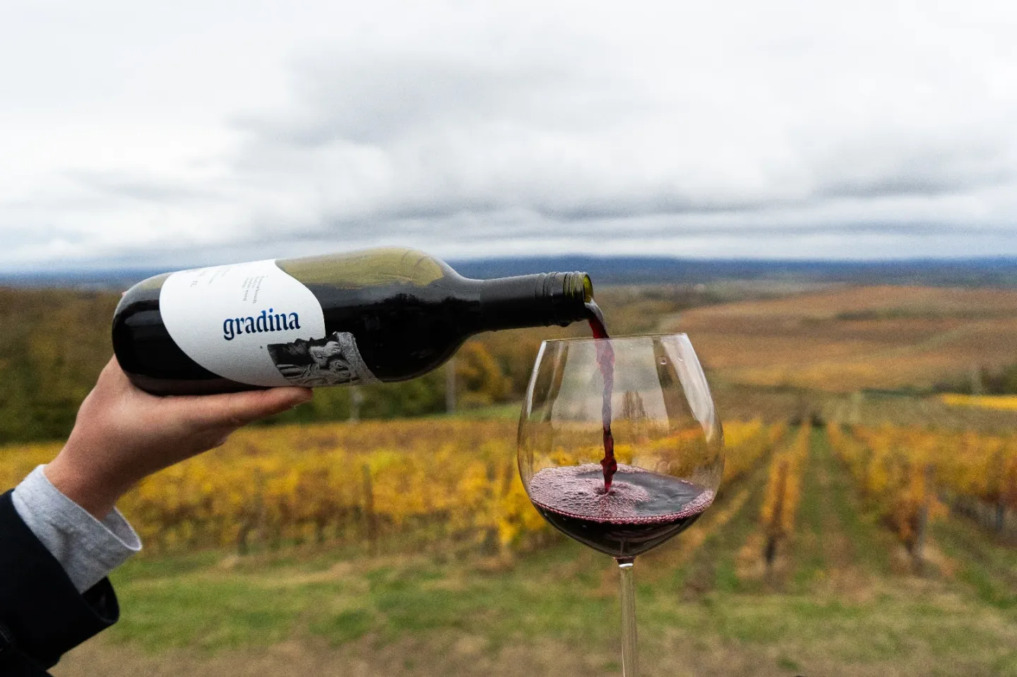 Gradina – Nova zvijezda Akademskih vina Zlatne doline predstavljena ususret Martinju